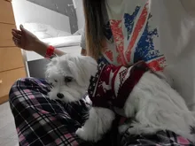 Dog Sweater Coat Clothing Cat-Costume Pet Christmas Halloween for Small Deer Warm