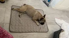 Alfombra refrescante para verano para mascotas, cama para perros, manta transpirable para perros, almohadilla de hielo para mascotas, cojín antiadherente para perros pequeños y medianos