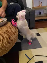 Uds barato para mascotas zapatos cálido antideslizante impermeable invierno verano calcetines York Chihuahua perros botas gato calcetines de pata de animal doméstico de atención