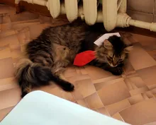 Pajarita a rayas para perro y gato, Collar ajustable para mascotas, corbata blanca para perro, y boda para fiesta, 2020