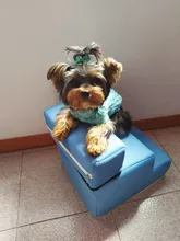 Escalera para perros y gatos de 3 escalones antideslizante y extraíble, cama para mascota, rampa de escalada para animal de compañía, cachorro, mueble para hogar