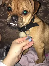 Etiquetas personalizadas para perro y gato, colgante con nombre del número de teléfono, Collar, accesorios para mascotas, pentagrama