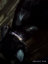 3 in1 grabado Collar de gato de gatito Etiqueta de ID de número de teléfono placa cachorro amuletos para Collar de perro de cuero Cadena de etiqueta de identificación de mascotas