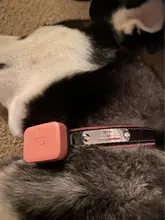 Dog-Collar Engraved-Xs-L Puppy-Id-Name Adjustable Custom Airuidog Personalized