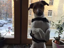 Durable Reflective Pet Dog Harness For Dogs Adjustable Big Dog Harness Pet Walking Harness