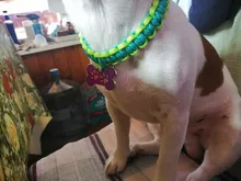 CAMPINGSKY-Cuerda de paracaídas Paracord 550 Mil Spec tipo III 7 hebras, cuerda para senderismo, tiendas de campaña, excursiones, camping, 100 pies, 200 colores