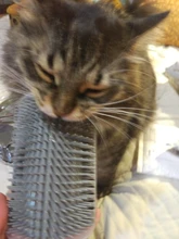 Comb Brush Cat-Product Cat-Massage Self-Groomer Corner Tickling The-Face with Rubs
