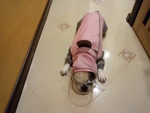 Mono impermeable para perro mascota, ropa impermeable para exteriores, mono con capucha para perros pequeños y grandes, capa impermeable, Bulldog francés