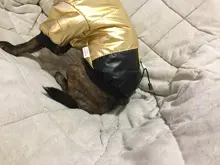 Coat Puppy Clothing Jacket Puppy-French-Bulldog Dogs Waterproof Chihuahua Winter Vest