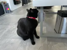 Massage-Comb Brush Self-Grooming-Brush Corner Cat Dogs/cats 