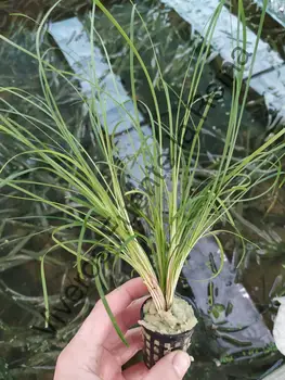 

Plant for aquarium. GLOSOSSOSTIGMA ELATINOIDES