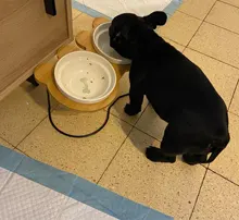 New High-end Pet Bowl Bamboo Shelf Ceramic Feeding and Drinking Bowls for Dogs and Cats