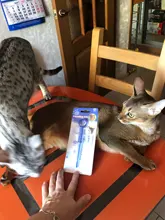 Jeringa de medicina para mascotas, pistola de pastillas, dispensador de agua, jeringa de leche, alimentador para cachorros, perros y gatos, por Uds.