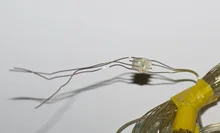 Led-String Addressable Ws2812b Rgb Music-Dream Color Bluetooth Birthday-Decoration DC5V