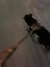 Vest Harness Collar Dog-Leash Pet-Dog German Shepherd Dogs K9 Walking Nylon Adjustable