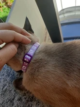 Collier-Collar para gatos con estampado de pata, correa de nailon ajustable para el cuello, para gatos