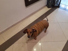 Abrigo de invierno para mascotas, ropa cálida para perros pequeños, abrigo de Navidad para perros grandes, chihuahua