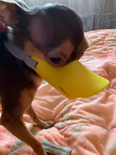 Bozal de silicona para perros, máscara bozal antimordida para perros pequeños y grandes, boquillas para la boca, accesorios de mascota perro