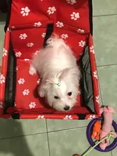 Protector de asiento de coche para mascotas, hamaca plegable de viaje, impermeable, para gatos y cachorros
