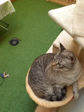 Cat Hammock Pet-Bed Hanging Sleeping-Kennel Install-On-Cat-Tree Soft Plush Dia Big-Capacity