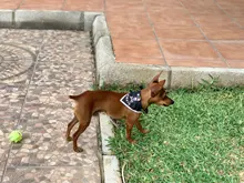 2019 nuevo gato perro baberos Bandana Collar bufanda ajustable bufanda pañoleta impermeable, de Saliva toalla pequeño mediano para perros