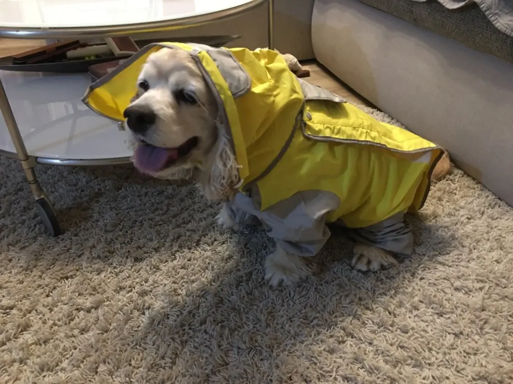 Dog Raincoat Best Dog Raincoat Dog Raincoat with Legs