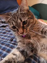 Cat-Collar Bell Pet-Product Reflective Elastic Charm Velvet-Material Safety Adjustable