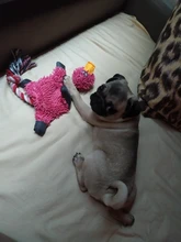 Encantador suministro de mascotas lindo Papa pato perro de peluche de juguete con cuerda de juguetes para perro nuevo