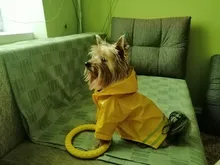 Rain-Coat Hoody Puppy Waterproof-Jackets Dogs Wholesale Outdoor Summer Pet for Cats Apparel