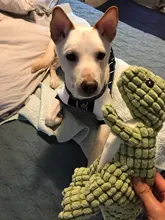 Juguete de peluche con forma de dinosaurio para mascotas, mordedor, sonido mordedor para perros, cachorros, para limpiar los dientes