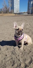 Arnés de Mascota para Bulldog Francés, correas pequeñas y medianas para perros, chaleco de cachorro francés, correa de plomo para perro que camina, productos para mascotas