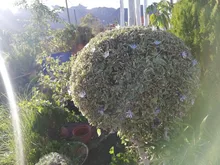 Fairy-Lights Peach-Flower Led-String Christmas-Decor Solar-Lamp Garden Outdoor 5m 22m