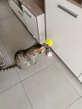 Vaso Swing juguetes para gatos gato interactivo equilibrio coche gato juguete de persecución con Catnip para mascotas productos para Dropshipping. Exclusivo.