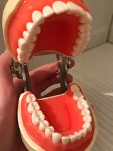 Modelo de enseñanza Dental de Modelo Dental, modelo estándar con mordedores de 32 tornillos, goma dura suave, 28 y 24 dientes