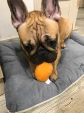 Dog Toys Puppy Pet Play Chew Toys Chicken Legs Plush Squeaky Toy For Dogs Cats Pets Pet