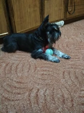 Ball Cat-Toy Pet-Product Interactive-Toys Electric Automatic Rechargeable Flashing-Ball