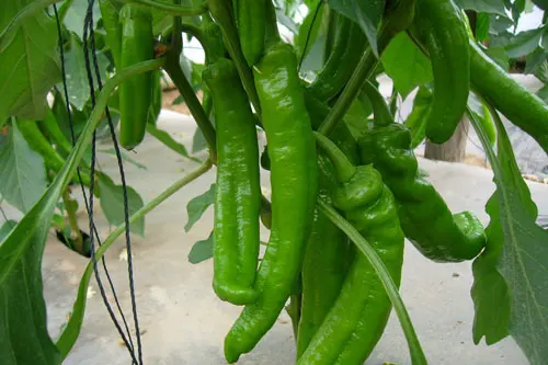 青椒的腌制方法怎么腌制青椒更好吃-养生法典