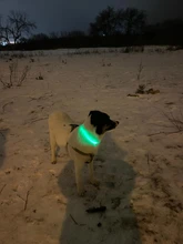 Night-Dog-Collars Glowing Flashing Rechargeable LED HILIFE Night-Safety Luminous