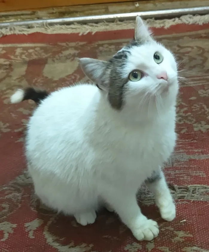 Отзыв о товаре ANENG ST181 токовые клещи DCAC тик ток клещи мультиметр мультиметр с клещами  4000 отсчетов тестер клещи токовые цифровой мультиметр Амперметр Тест напряжения er  усилитель Гц Емкость NCV Ом Тест токоизмеритель клещи от пользователя A***k