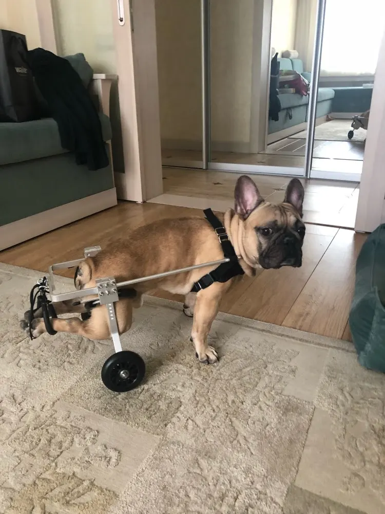 Wheels for Dogs Pet Needs Life Changing Products