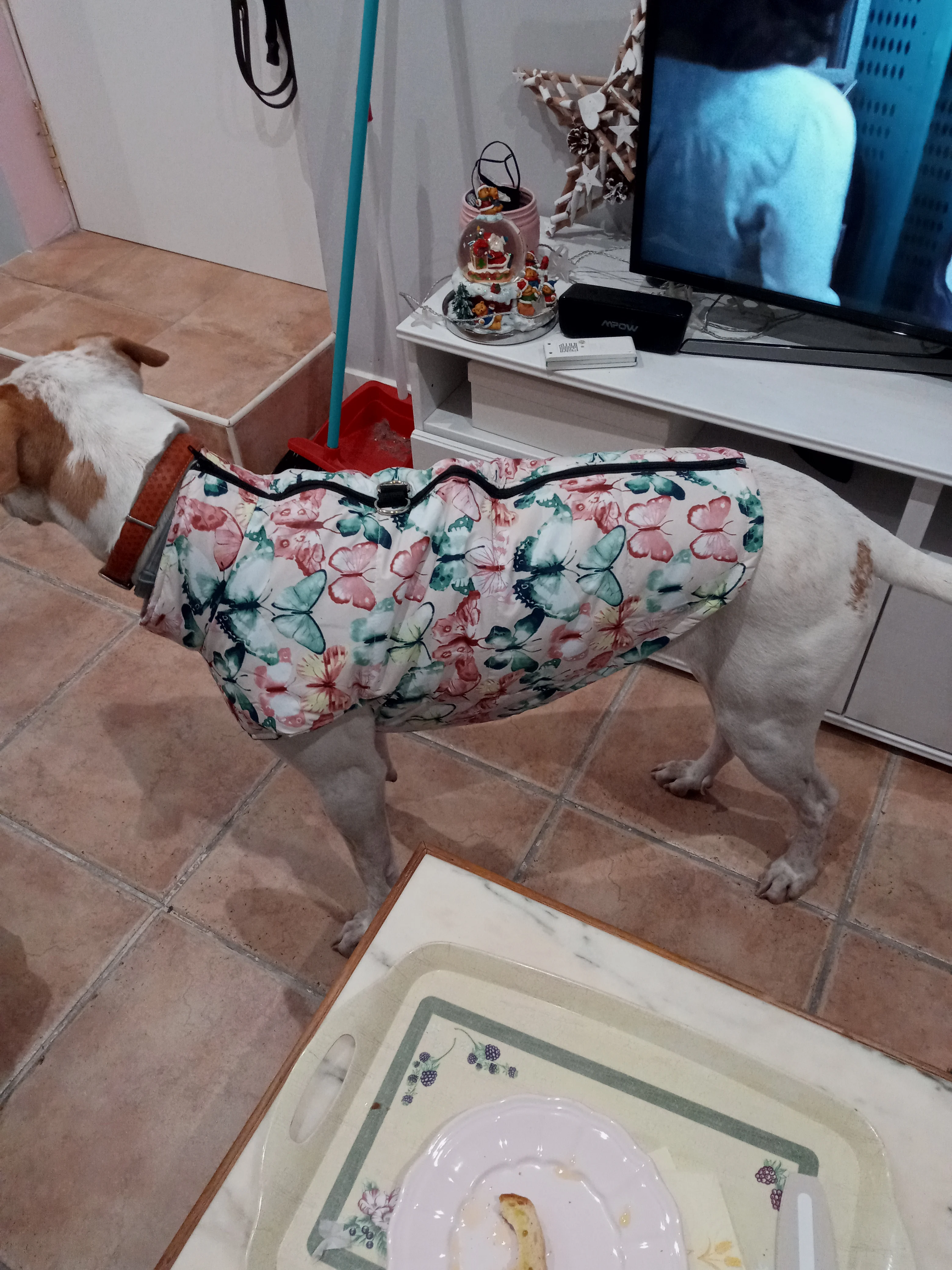 köpek mont