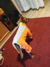 Winter Overalls for Dogs Warm Waterproof Pet Jumpsuit Trousers Male/ Female Dog Reflective