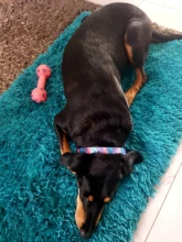 Dog-Collar Engraved Puppy-Name Floral Pet Personalized Airuidog Free Small Large Medium