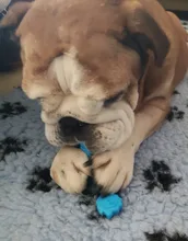 Pet-Toys Dog Toy Puppy Rubber-Resistance Chew Small Dogs Teeth-Cleaning Bite 10PCS 