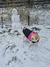 Jacket Yorkshire Terrier Padded-Coat Pet-Dog-Clothes Winter for Pitbull Chihuahua Warm