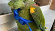 Arnés ajustable para pájaros y loros, correa de tracción, entrenamiento de mordida