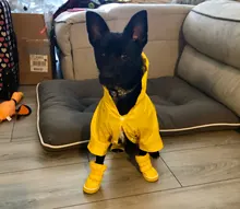 Shoes Dog-Snow-Boots Puppy Small-Dogs Chihuahua Waterproof Pet-Dog Winter for Warm Fleece