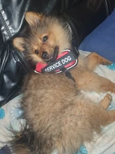 Arnés de nailon ajustable para perro, Collar reflectivo para perro, conjunto de arnés y correa para perros, chaleco de identificación, parche personalizado para caminar