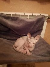 Pet Cat Animal Hammack Luxury Radiator Bed Hanging Winter Warm Fleece Basket Fleece