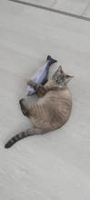 60cm Big Fish Shape Cat Toys for Cats Plush Catnip Mint Stuffed Kedi Kitty Toy Bite Puppy